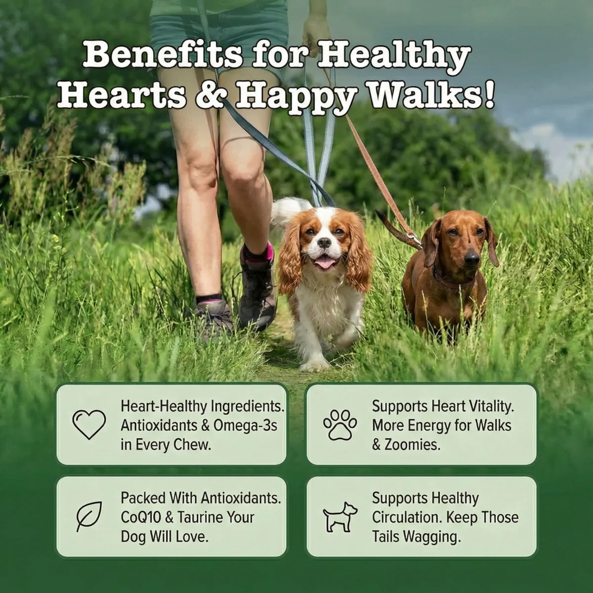 A Cavalier and dachshund walking together — benefits for healthy hearts and happy walks