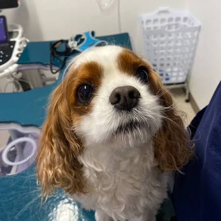 A Cavalier King Charles Spaniel at a cardiology echocardiogram appointment