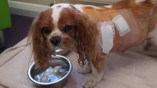 A Cavalier in post-treatment recovery, the late stage of MVD most owners hope to avoid